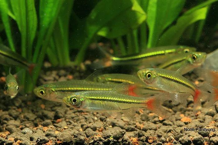 Cá rasbora đuôi đỏ, Rasbora borapetensis