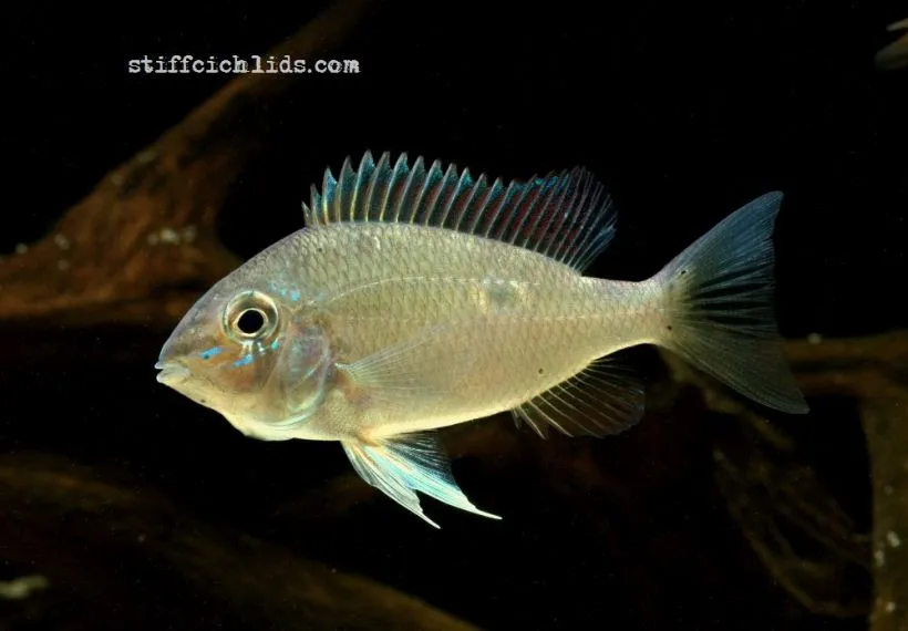 Subadult from the Slovenian aquarium trade.