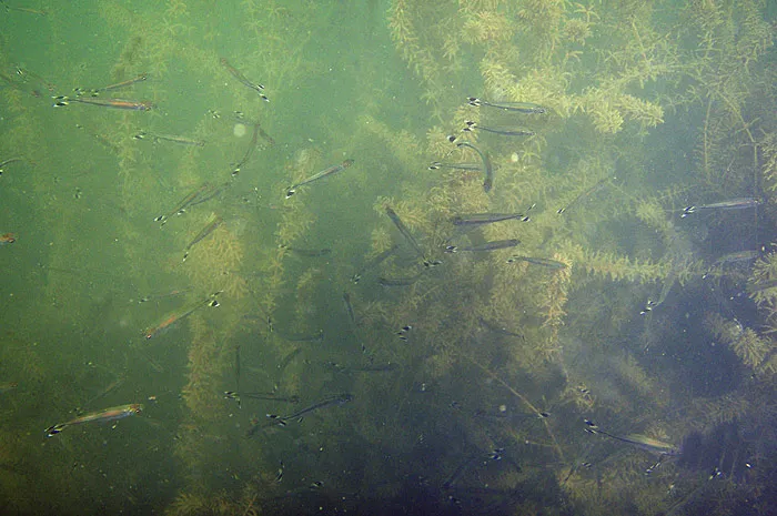 School of R. trilineata in the upper Khwae Noi (River Kwai), western Thailand.