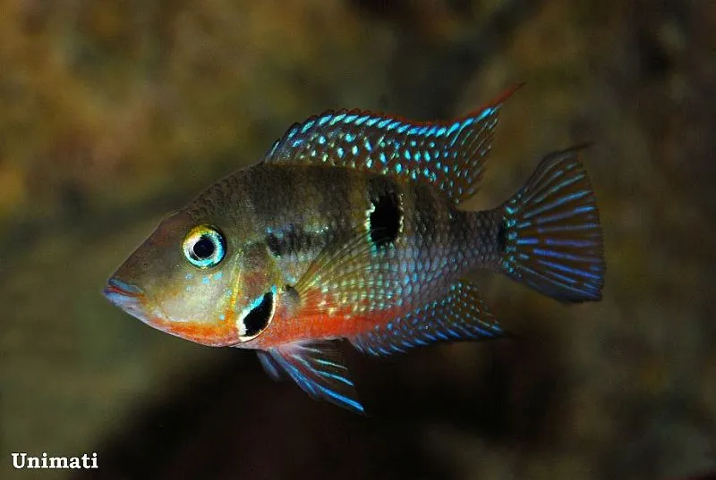 Cá cichlid miệng lửa, Thorichthys meeki