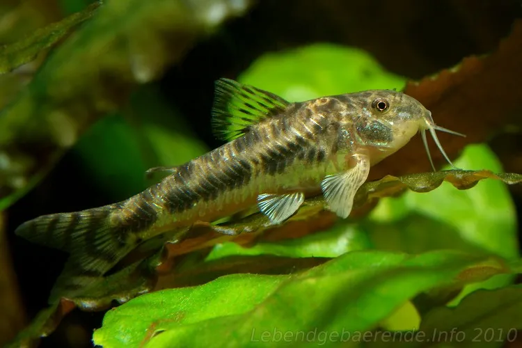 Cá chuột giáp raimundi, Aspidoras raimundi