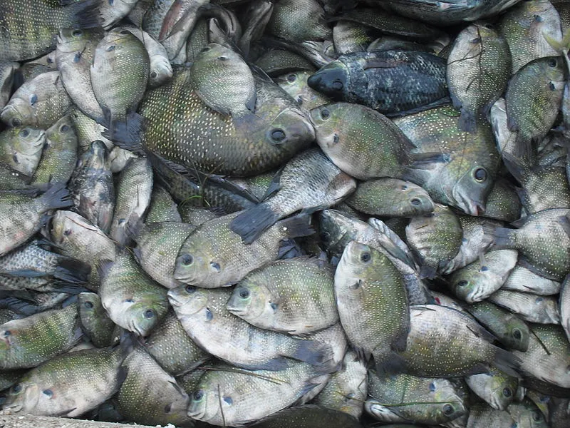 Specimens collected by fishermen in Chilika Lake in Odisha state, India, the World's second largest coastal lagoon.