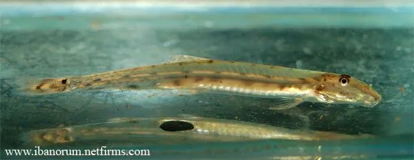 Dwarf Horseface Loach, Acanthopsoides robertsi