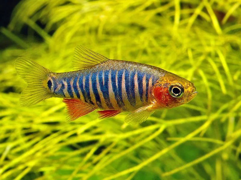Cá danio ngọc lục bảo, Danio erythromicron