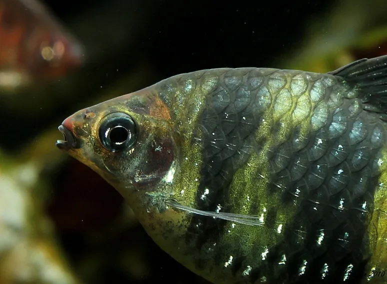 Adult female; detail of head and anterior portion of body.