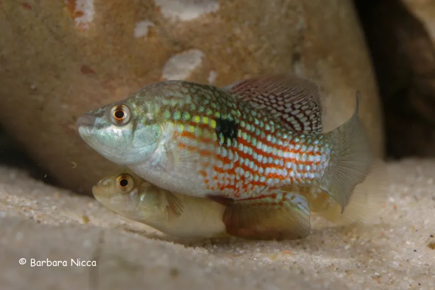 Adult pair in courtship behaviour.