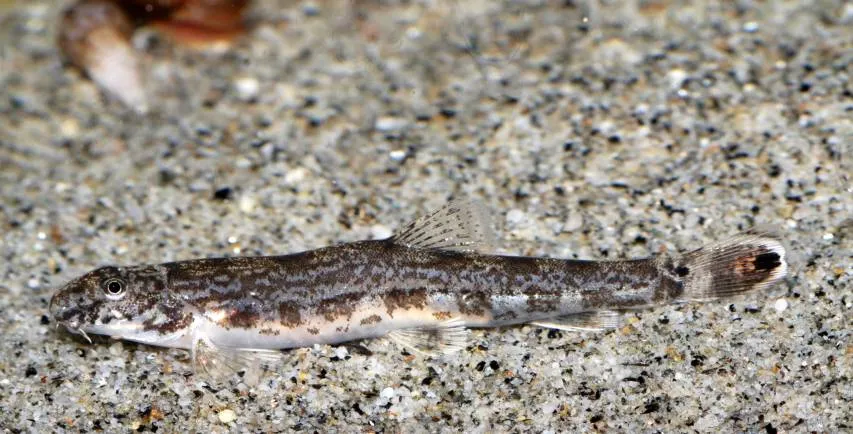 Cá chạch Lepidocephalichthys annandalei, Lepidocephalichthys annandalei