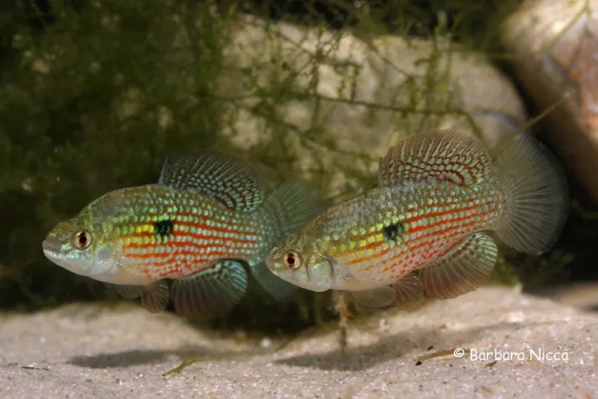 Cá cờ Florida, Jordanella floridae
