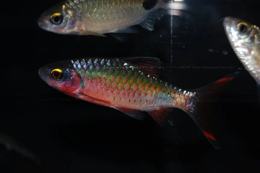 Cá barb sợi, Dawkinsia filamentosa