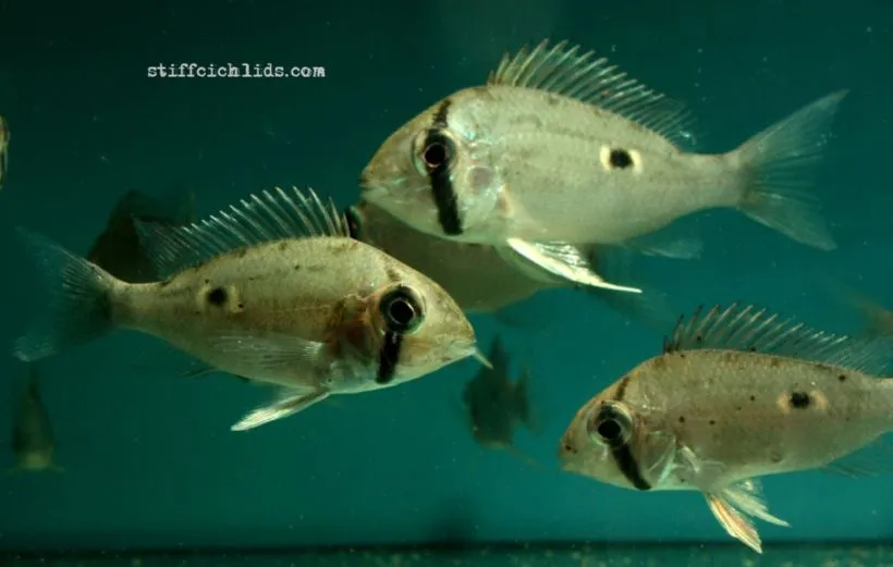 Juveniles from the Slovenian aquarium trade.