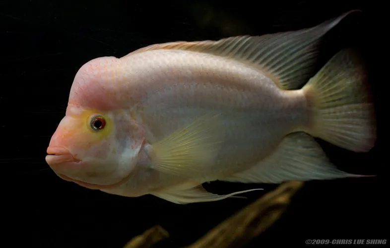 Cá midas, Amphilophus citrinellus