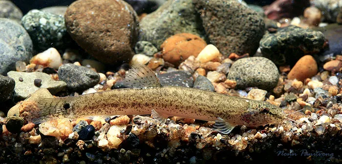 Wild-collected specimen from western Thailand.
