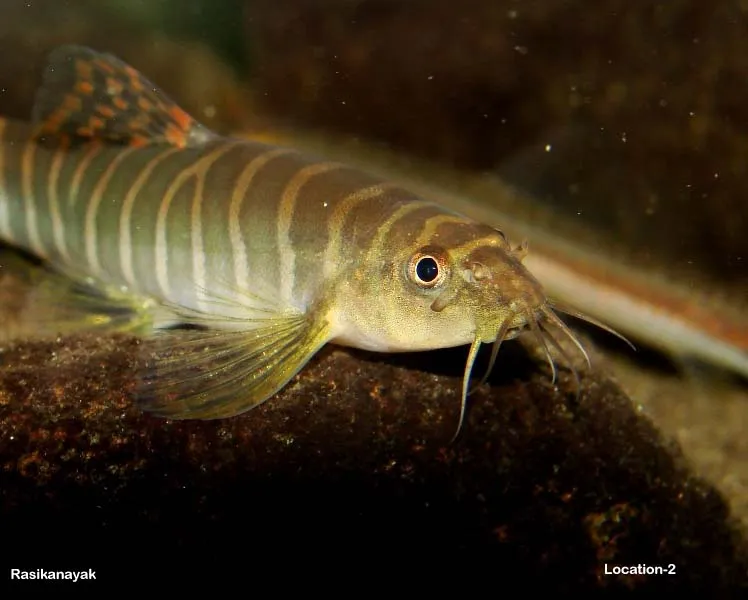 Detail of head and anterior portion of body.