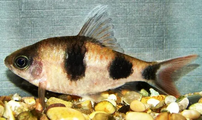 Cá barb arulius, Dawkinsia arulius