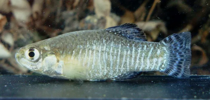 Cá cyprinodont Baetican, Apricaphanius baeticus
