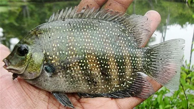 Sexually mature specimen from Alappuzha, Kerala, southwestern India.