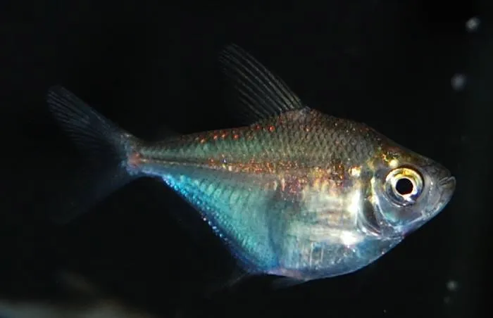 Cá neon đĩa bạc, Brachychalcinus orbicularis