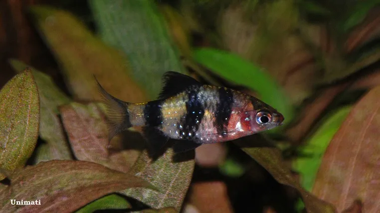 Young female from the Danish aquarium trade.