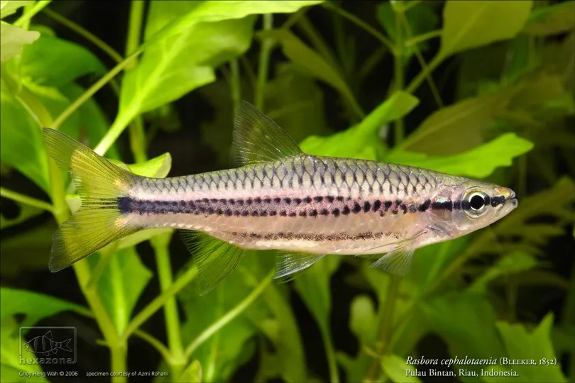Cá rasbora lỗ cửa sổ, Rasbora cephalotaenia