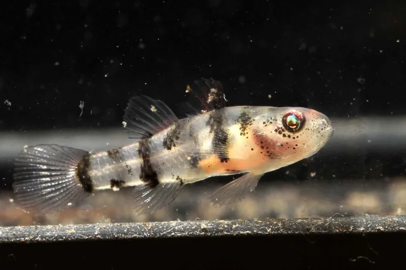 Cá bống ong Mekong, Brachygobius mekongensis