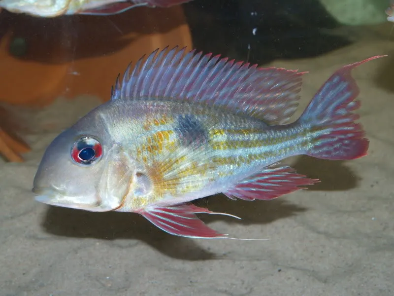 Cá Geophagus proximus, Geophagus proximus