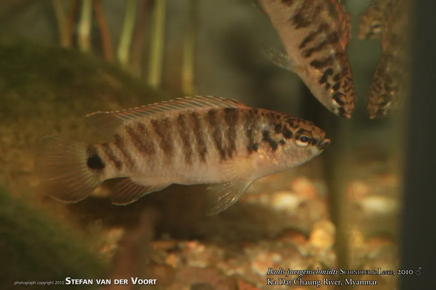 Cá Badis juergenschmidti, Badis juergenschmidti