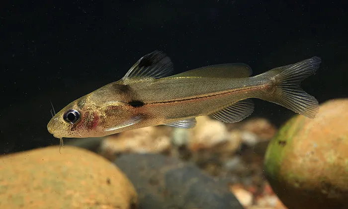 Cá Batasio feruminatus, Batasio feruminatus