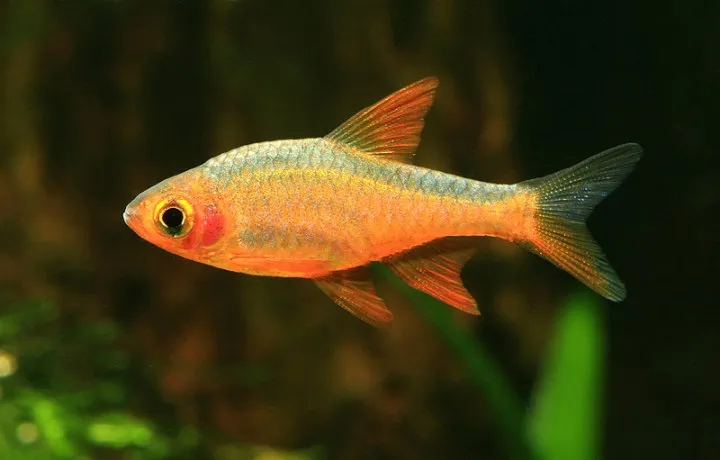 Cá rasbora lửa, Rasboroides vaterifloris