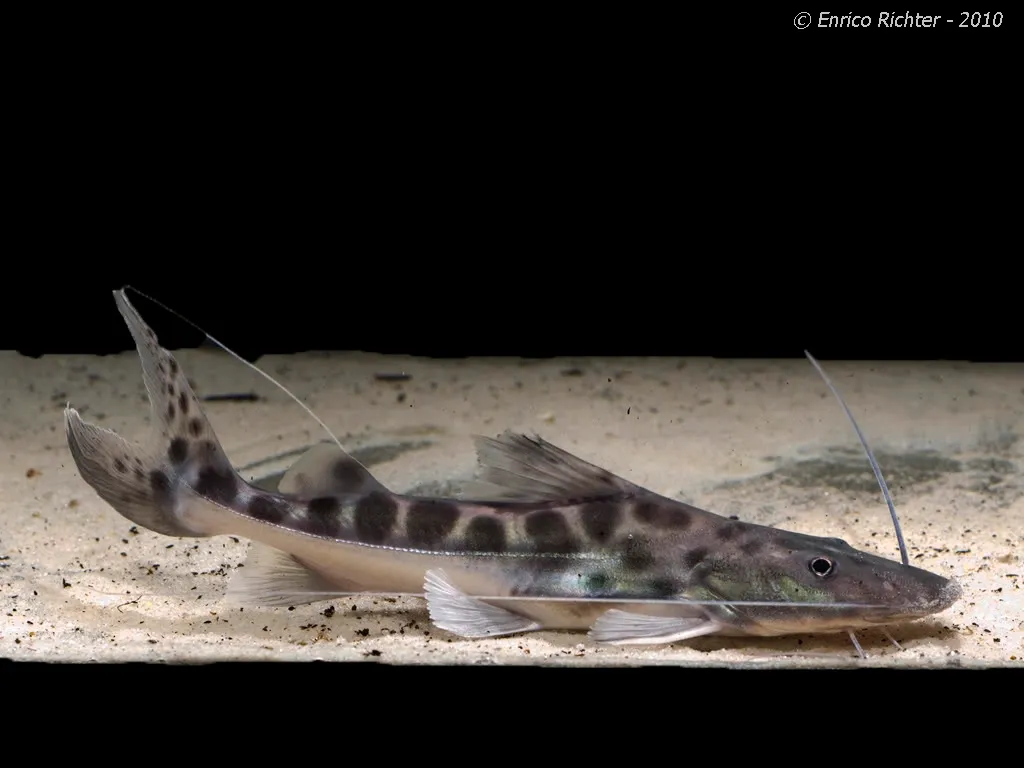 Cá trê khổng lồ Piraíba, Brachyplatystoma filamentosum