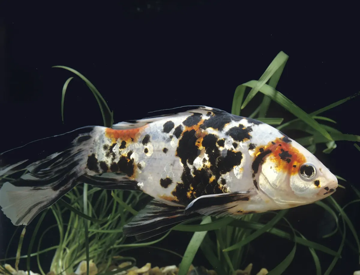 Shubunkin goldfish