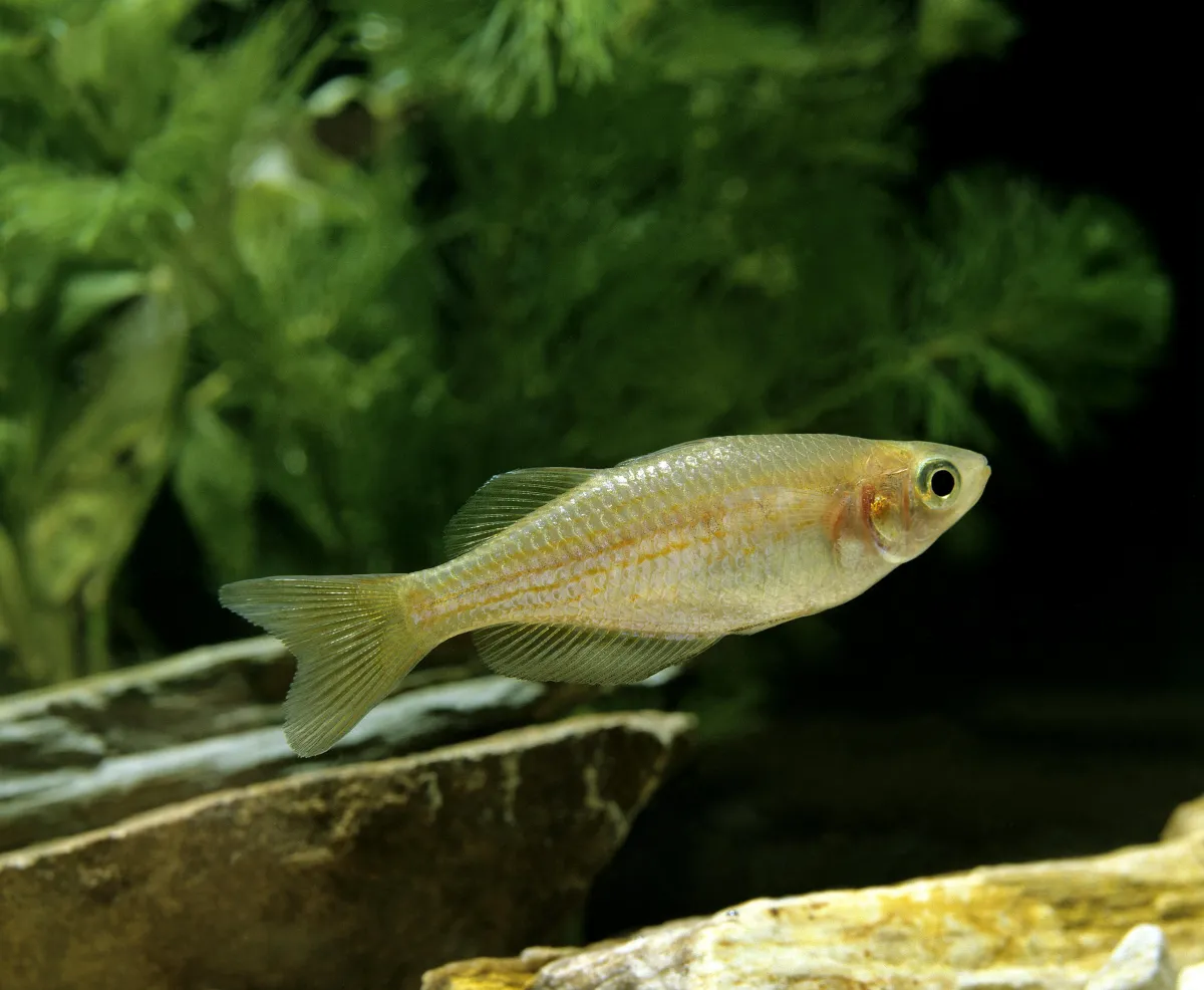 Cá ngọc trai, Danio albolineatus