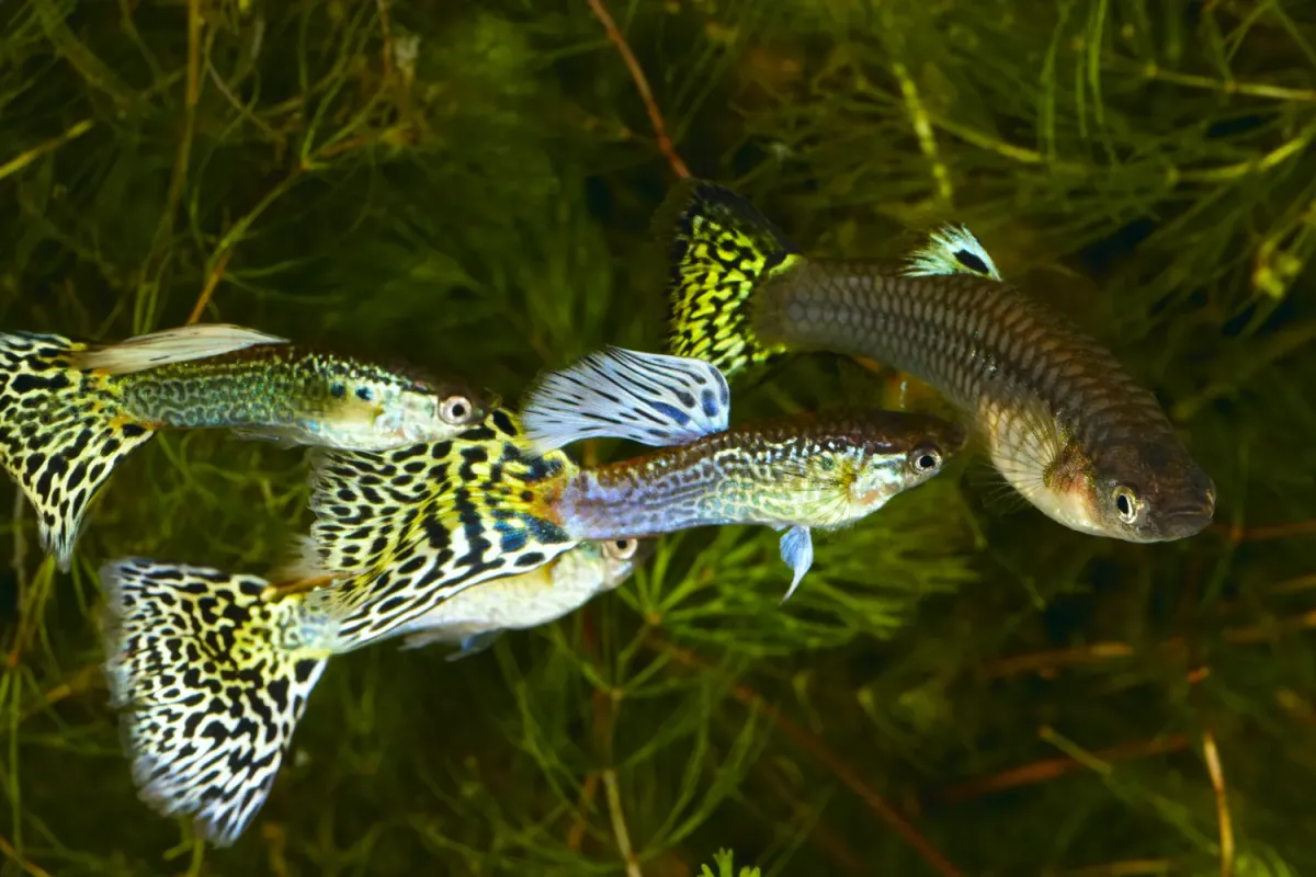 Three male and one female guppy fish