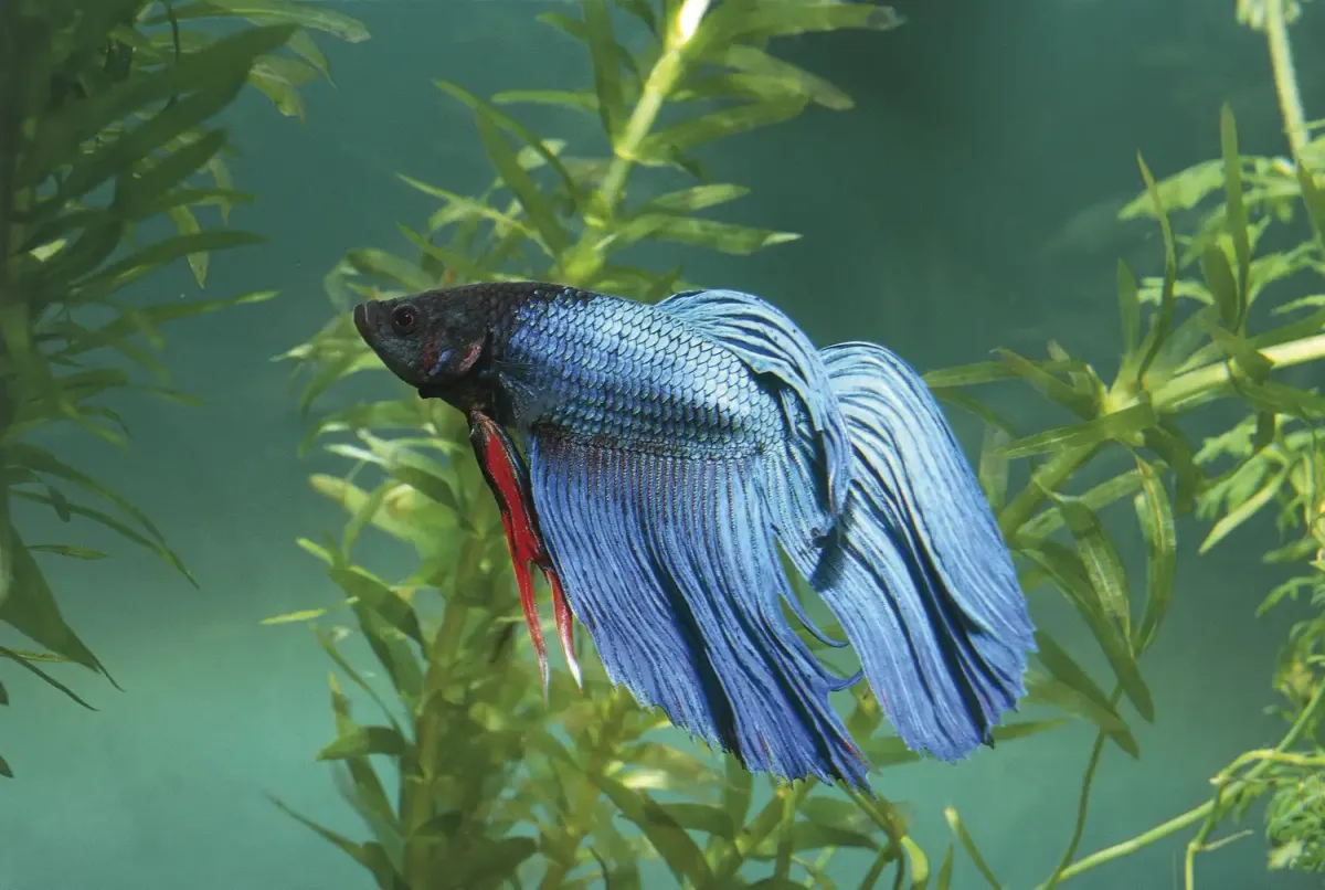 Male betta fish