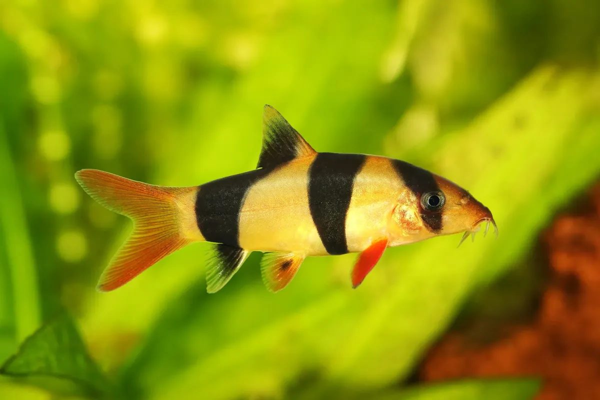 Cá heo hề, Chromobotia macracanthus