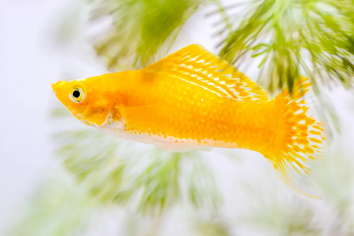 Male Sailfin Molly