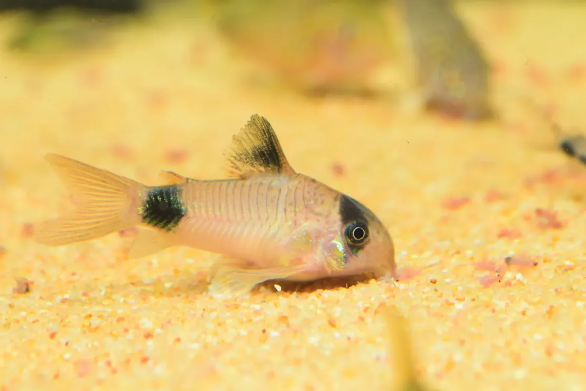 Panda Cory Cat