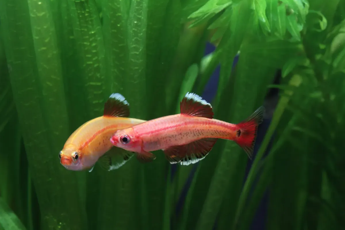 White cloud mountain minnow (Tanichthys albonubes) variety Gold displaying