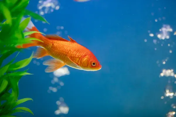 Goldfish in a tank