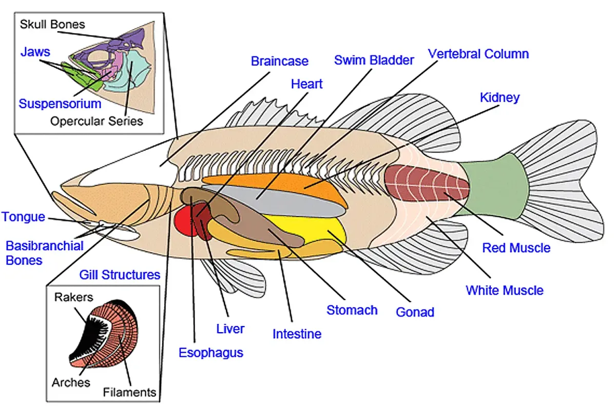 internal orgains of aquarium fish