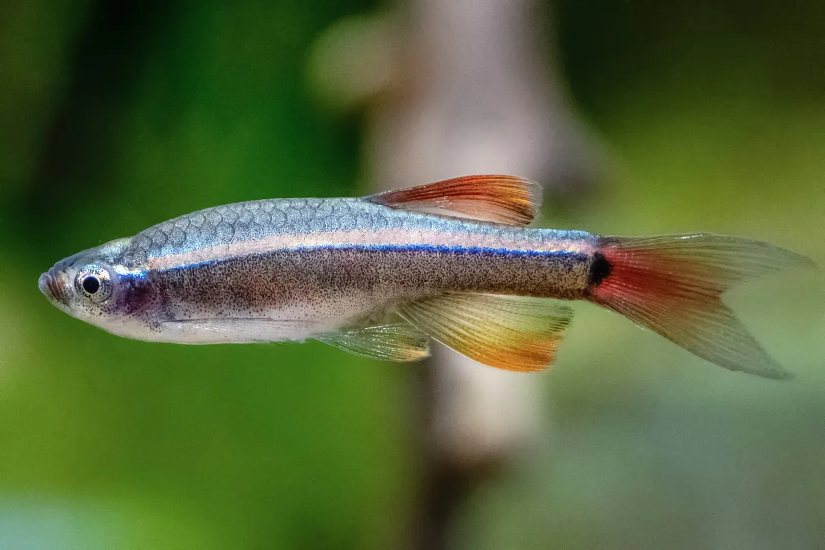 Cá kim tơ, Tanichthys albonubes