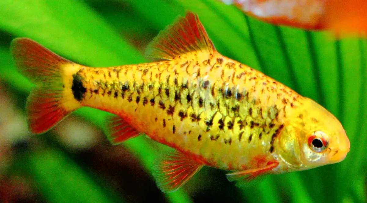 Cá ngựa vằn vàng Koi, Barbodes semifasciolatus