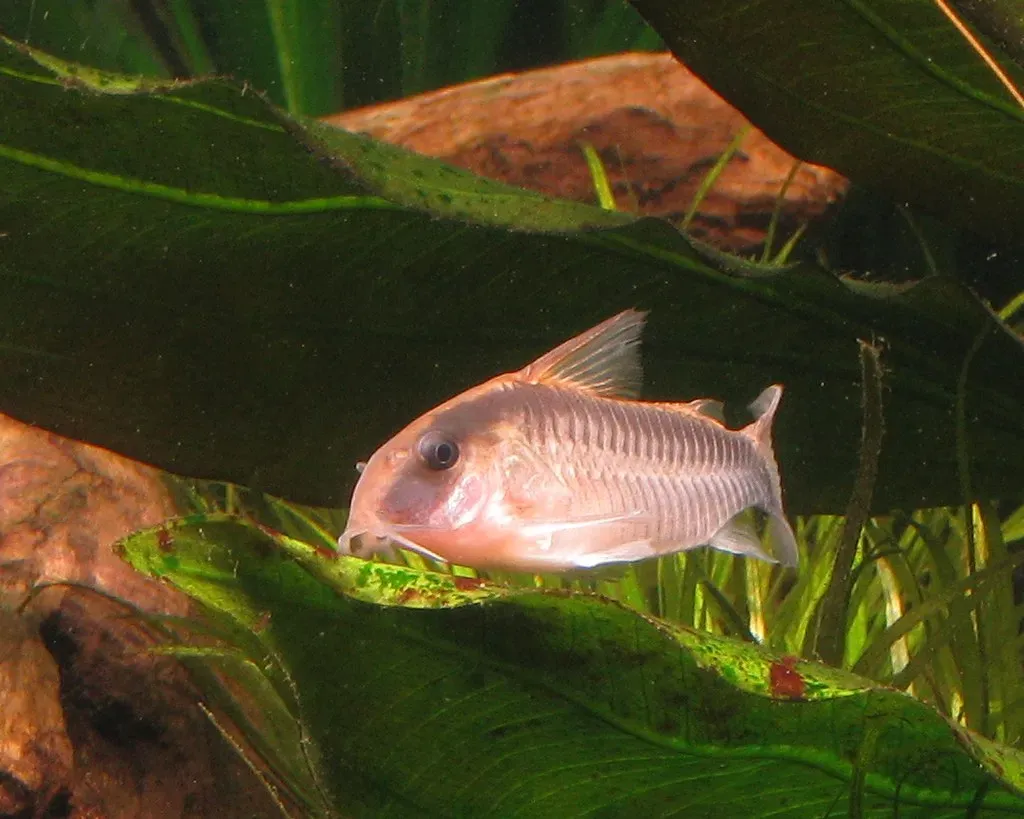 Cá chuột skunk, Corydoras arcuatus