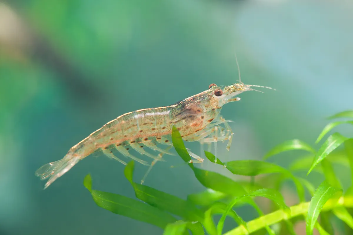 Tép Amano, Caridina multidentata