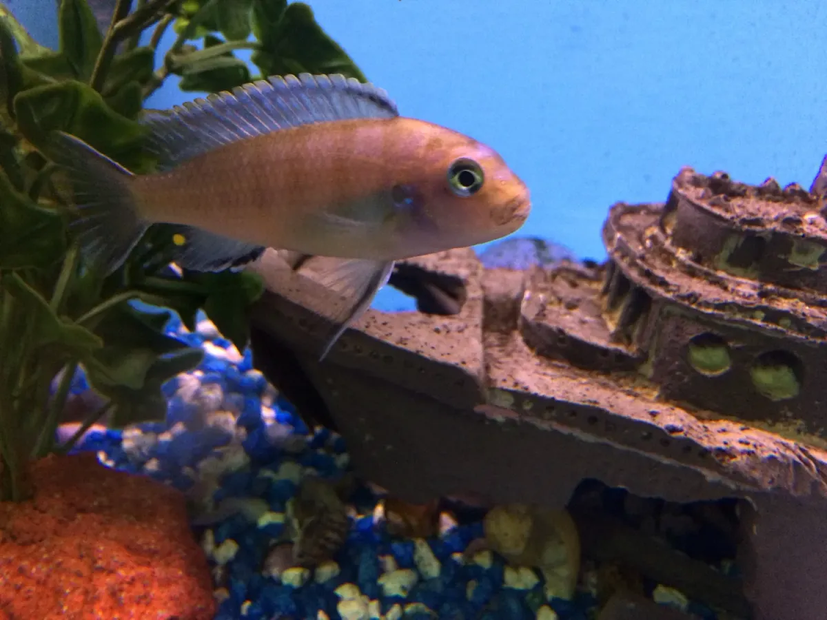 African cichlids