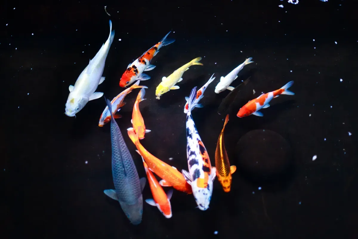 Cá koi, Cyprinus rubrofuscus