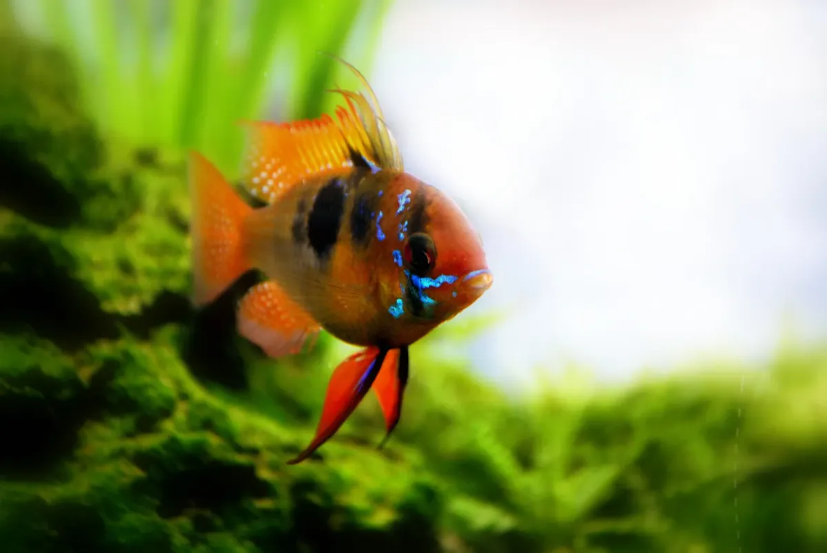 German blue rams