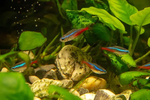 Neon Tetras in Planted Fish Tank