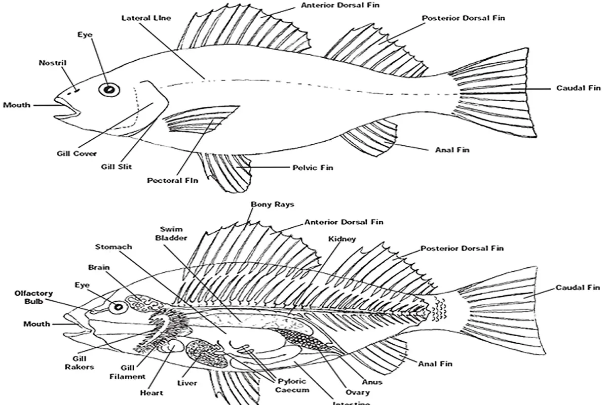 fish anatomy