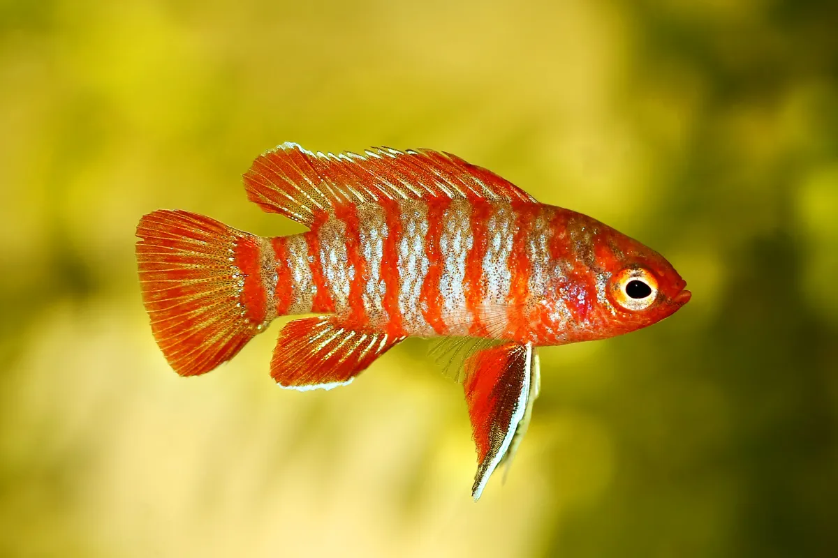 Cá badis đỏ, Dario dario