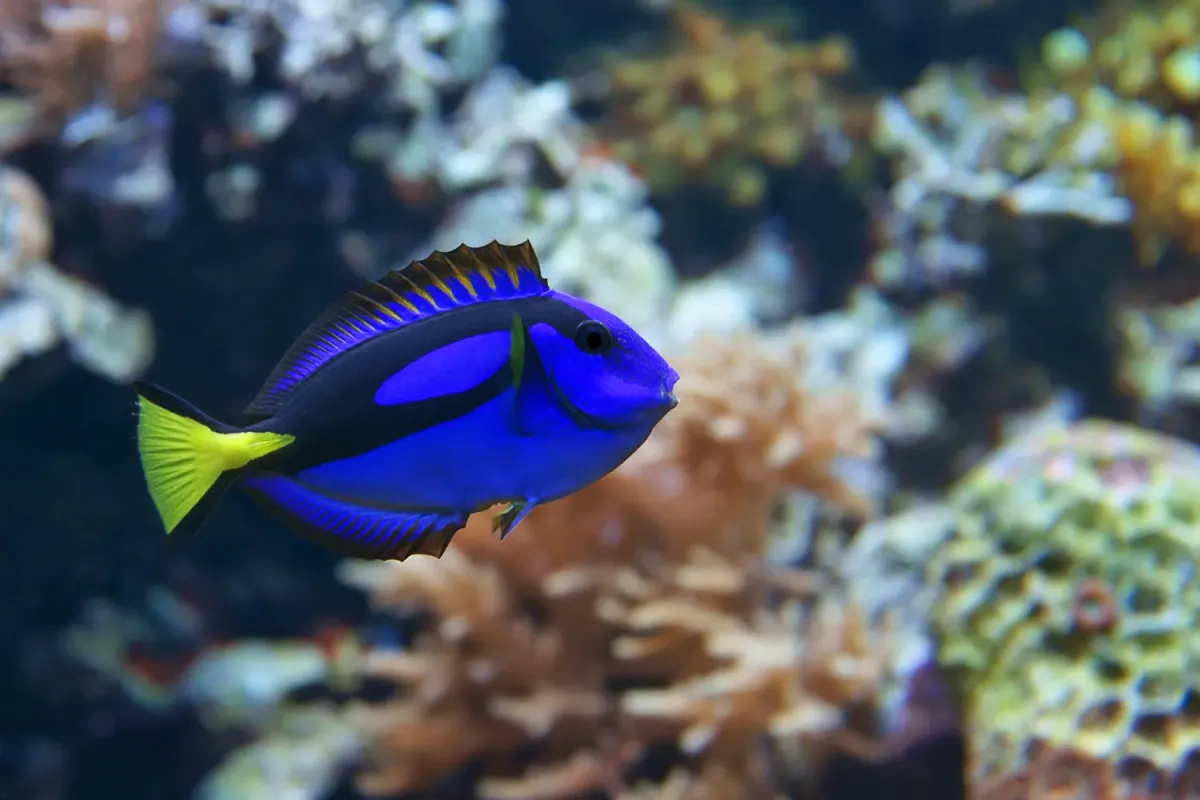 Blue tang with dorsal fin raised in reef